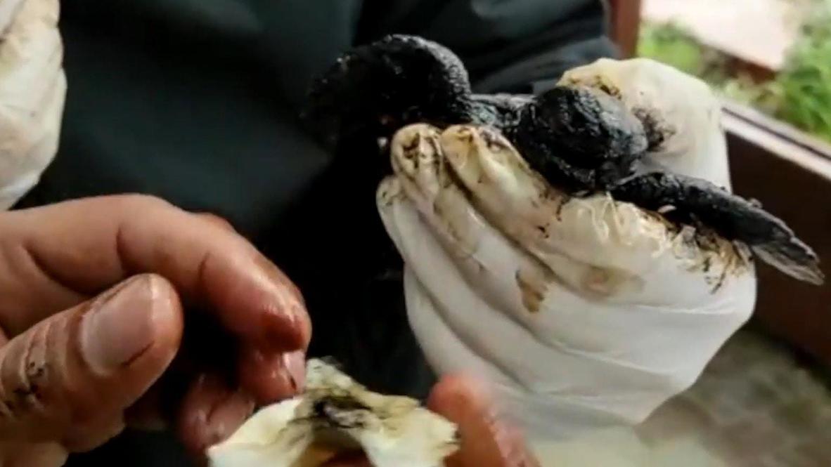 Israel: Rescue Centre saves turtles following worst oil tanker spill in decades