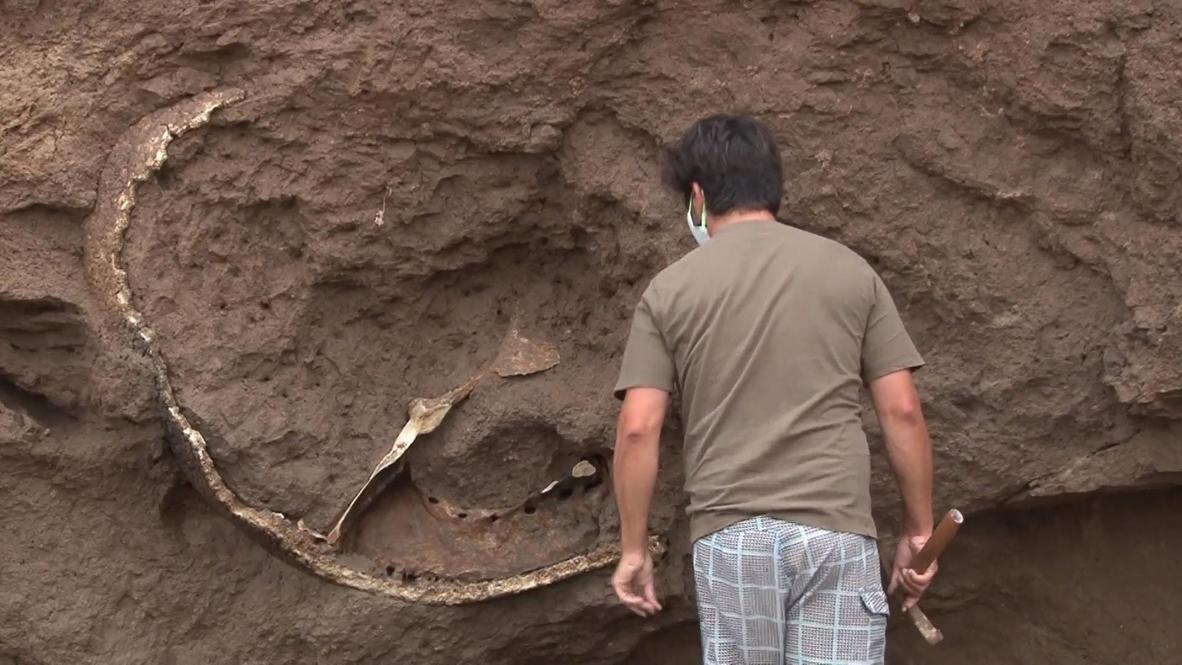 Argentina: Glyptodon shell found on Camet Norte beach