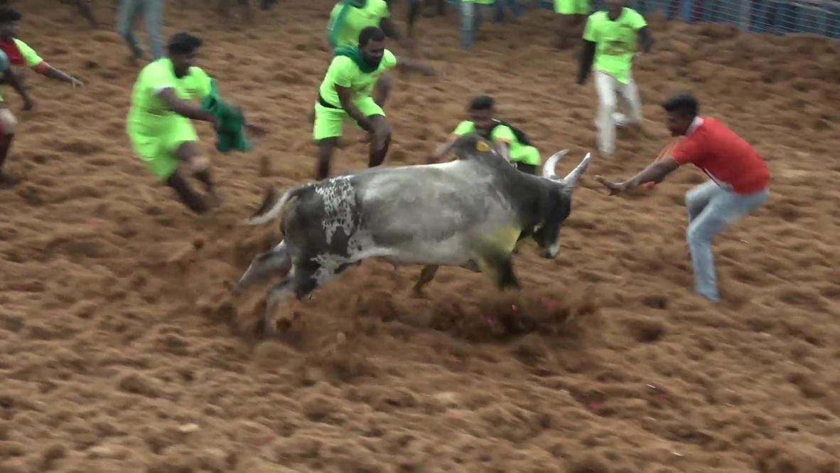 Don't have a cow, man! The Indian harvest festival taking the bull by the horns