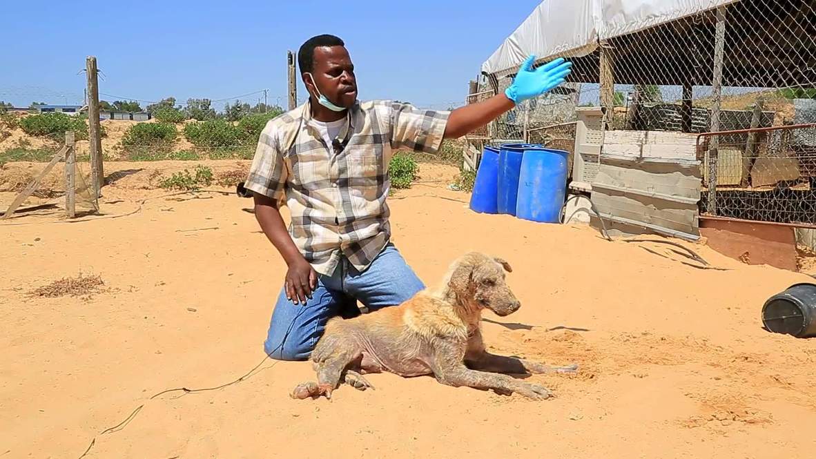 State of Palestine Gaza animal welfare group treats those wounded in