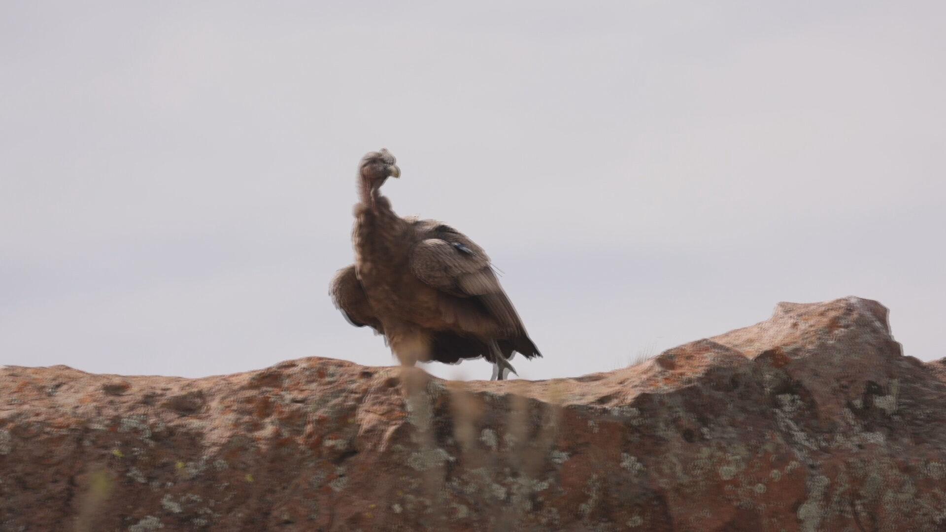 Argentina Largest condor release in country successfully carried out