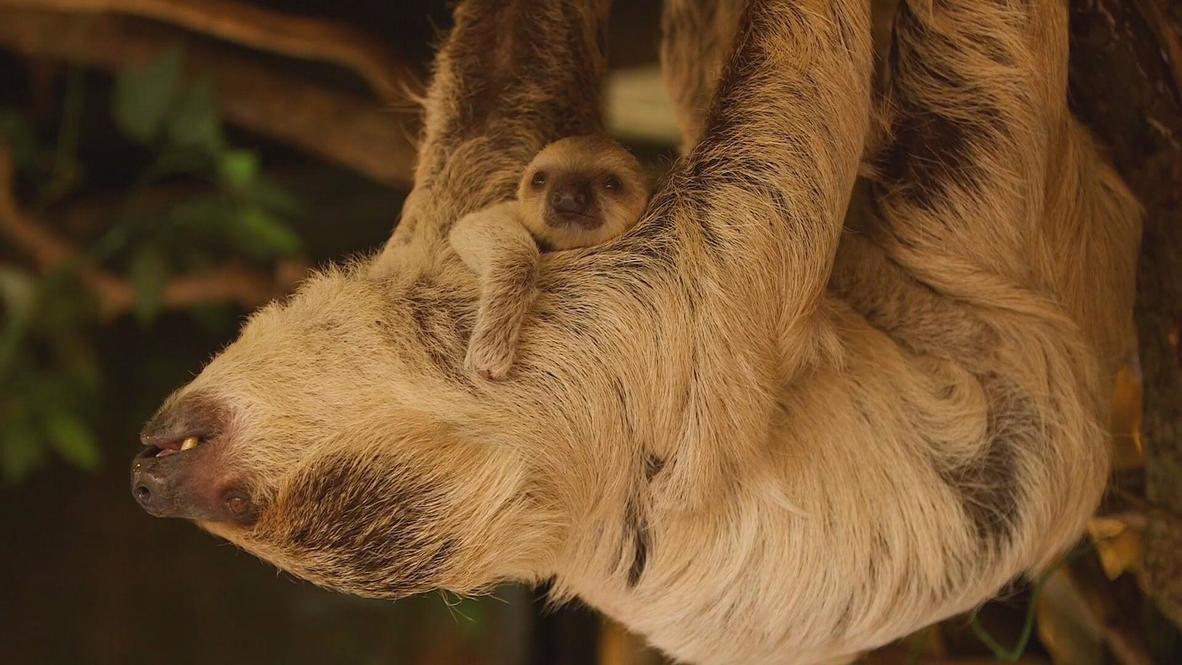 UK Slothy cuddles! London Zoo’s proud sloth mum showsoff baby Video