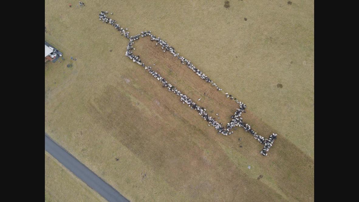 Germany: 700 sheep and goats herded into giant syringe to promote vaccination *STILLS*