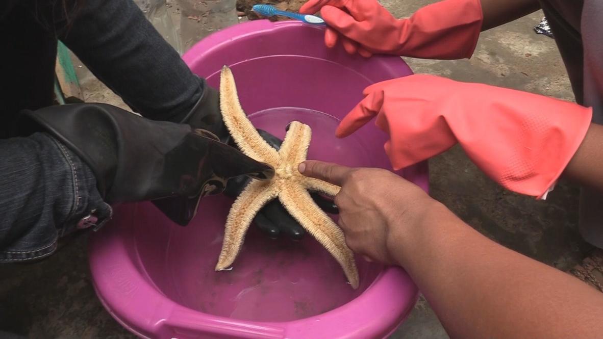 Peru Activists help clean animals after oil spill north