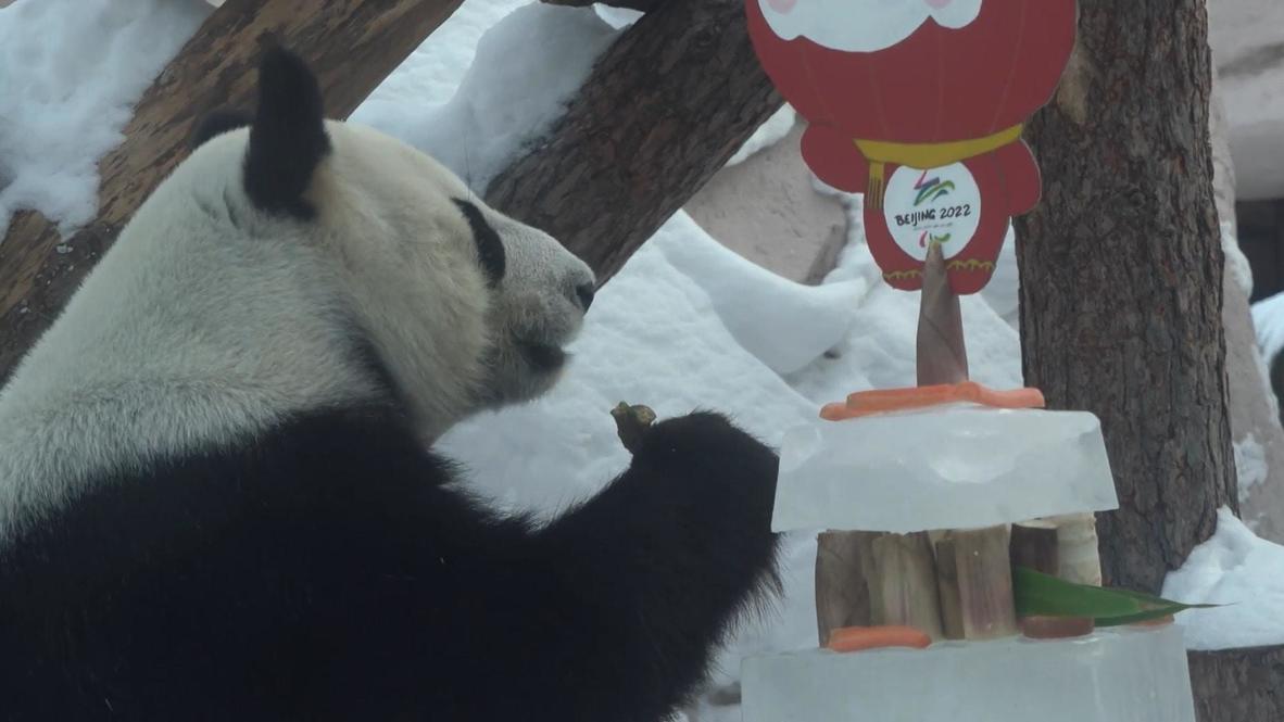 El panda Dindin predice la victoria de los patinadores artísticos rusos en Pekín