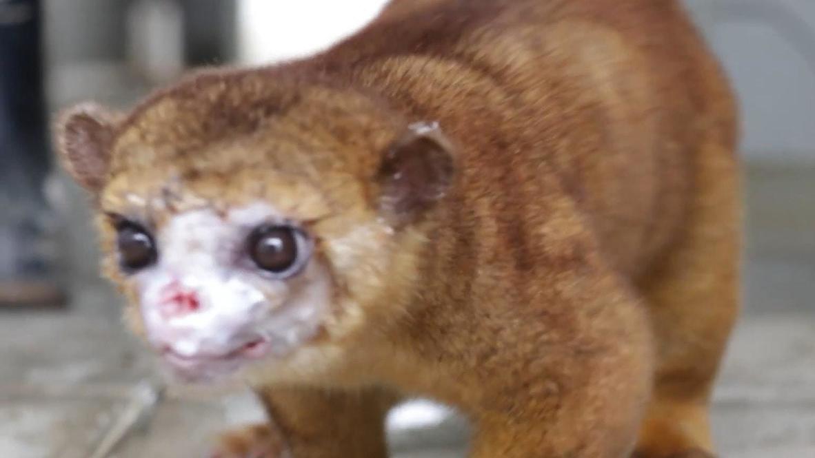 Reconstruyen la cara de una kinkajú mediante cirugía plástica en Bucaramanga