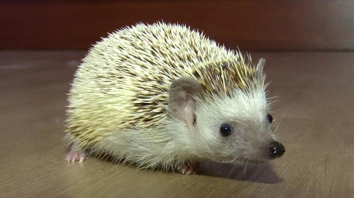 Erizo de Novosibirsk con una pata amputada se convierte en una estrella de las redes sociales