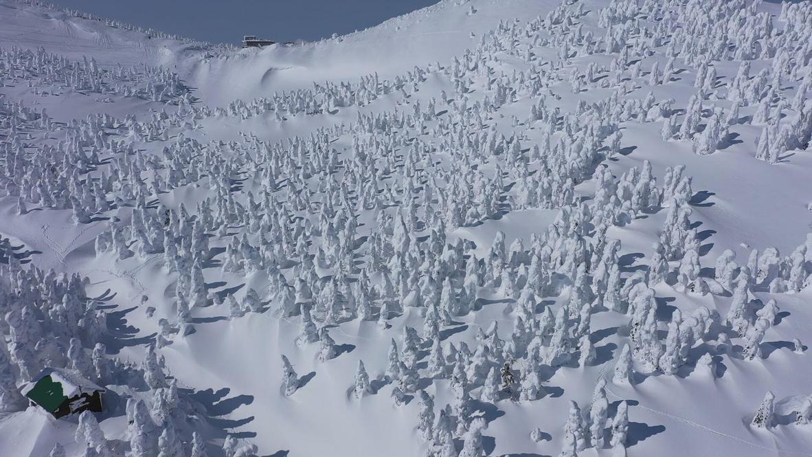 Japón: Un inusual fenómeno natural crea un mar de 'monstruos de nieve' en Yamagata