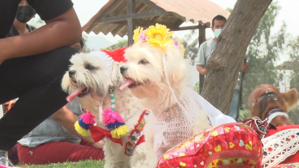 Parejas de perros celebran el Día de San Valentín con una 'boda' masiva en Lima