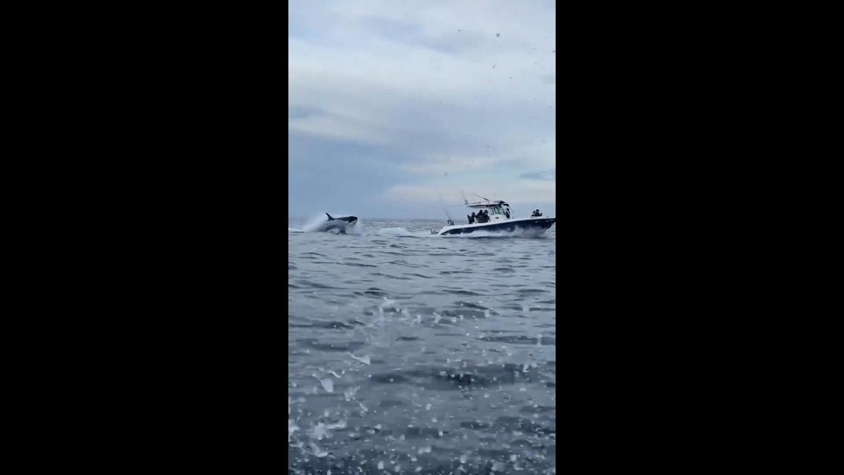 Ballenas asesinas persiguen lanchas de pescadores mexicanos en vídeo viral