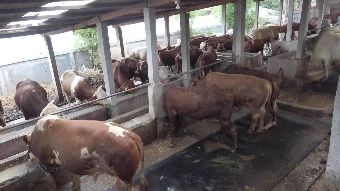 Indonesia Emergency declared after outbreak of ‘foot and mouth