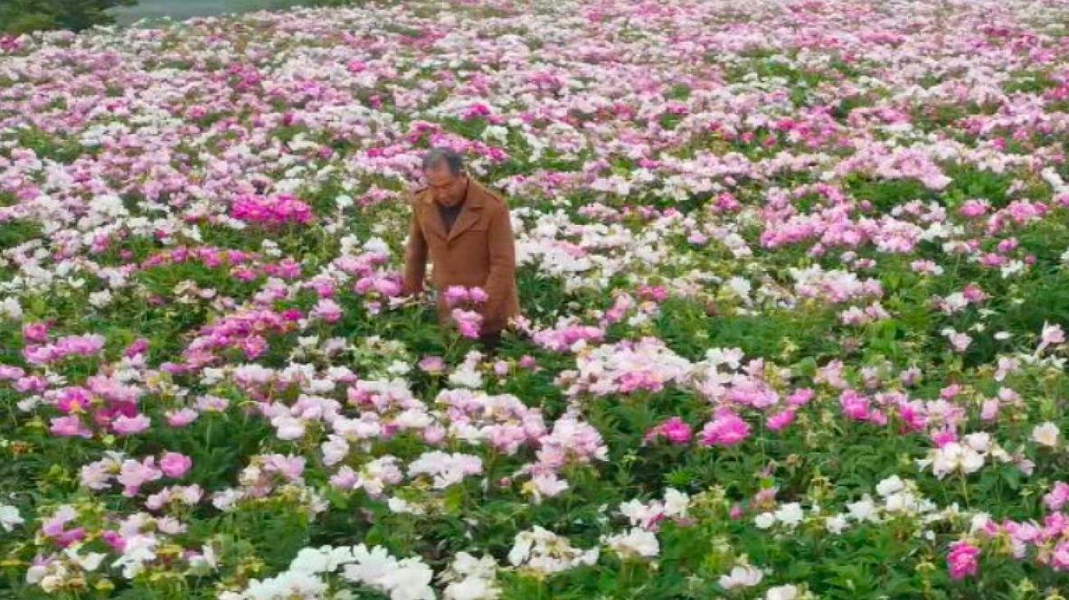 China: Drone captures peonies blooming in Yuncheng