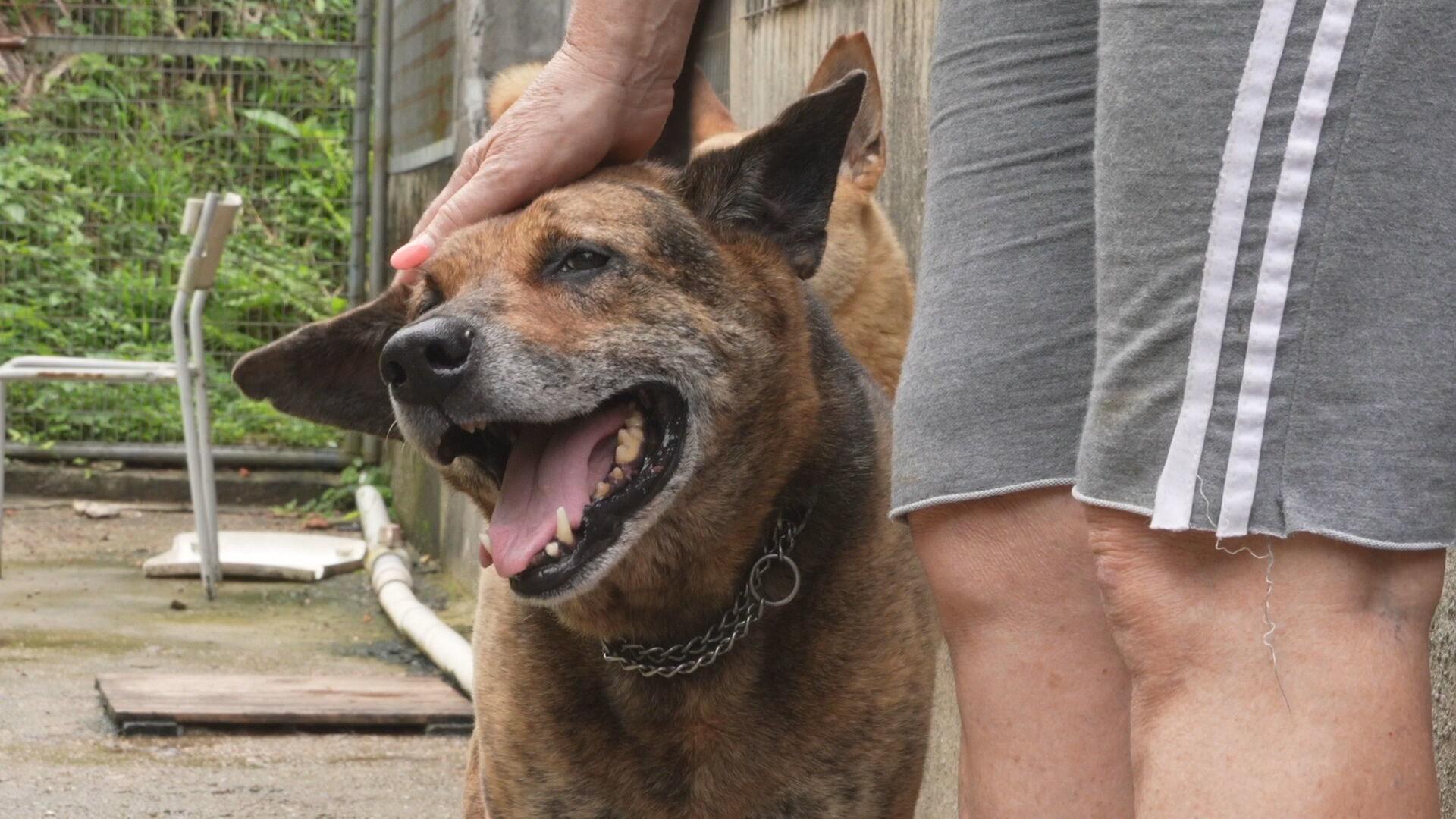 Hong Kong Dog shelter struggles to cope as city residents migrate and abandon their pets