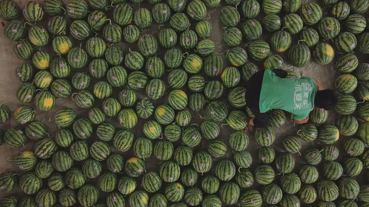 'Tis the season! Local farmer sort thousands of watermelons for harvest in Yuncheng