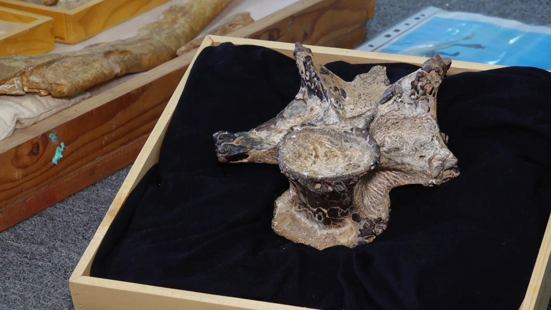 Egypt 98 millionyearold dinosaur fossil discovered in Egyptian