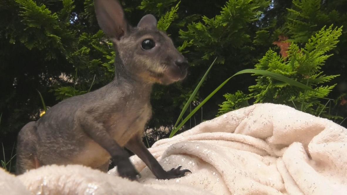 Meet the Russian family who adopted an abandoned baby kangaroo Video Ruptly