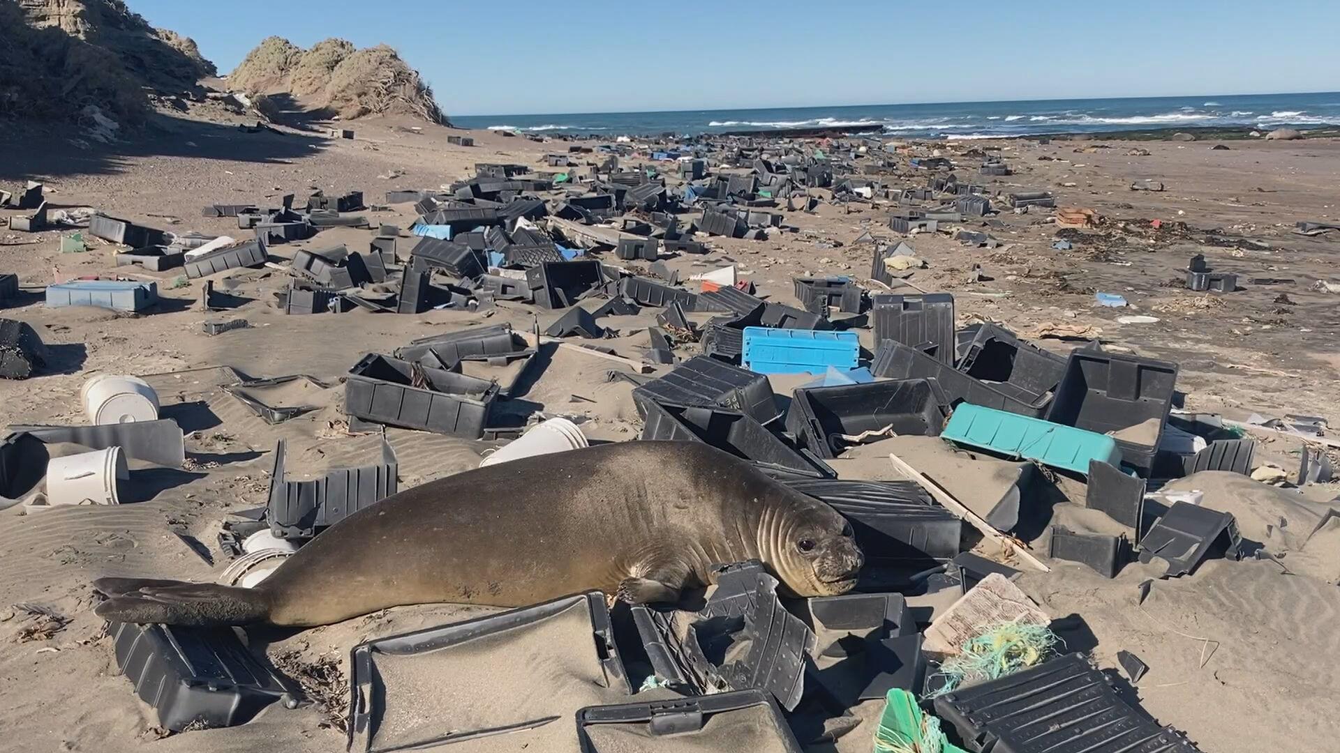 General Plastic Argentina at Laurie Powell blog