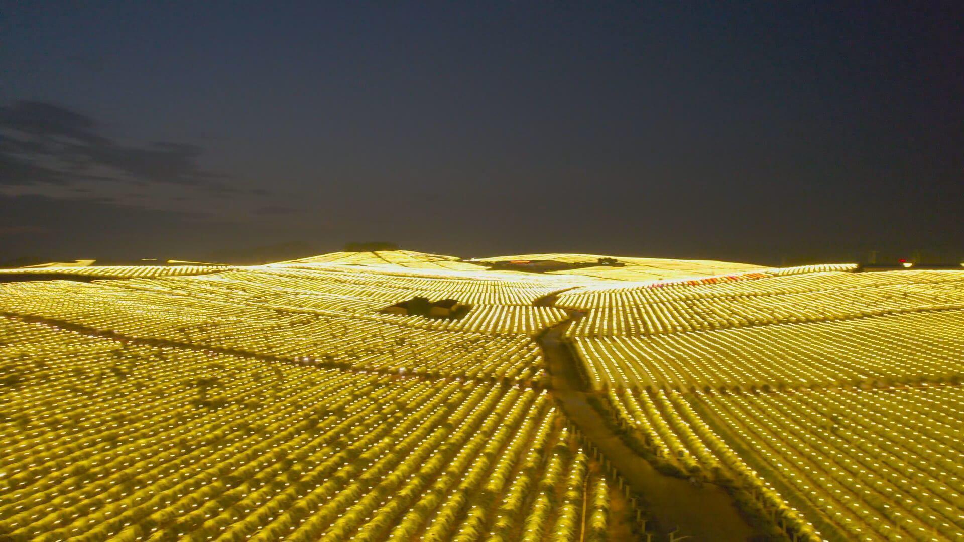 Lighting the way of the dragon (fruit) China’s illuminated pitaya fields brighten the night