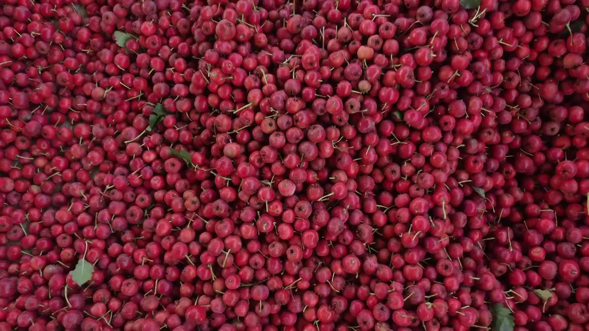Harvest Boom! Drone captures over 66,6 sq km of hawthorn in Chinese village