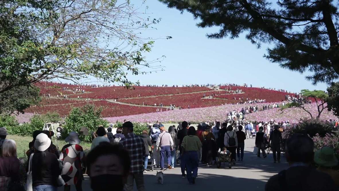 Great balls of fire! 33,000 red kochia bushes in Hitachi Seaside Park attract tourists from all over Japan