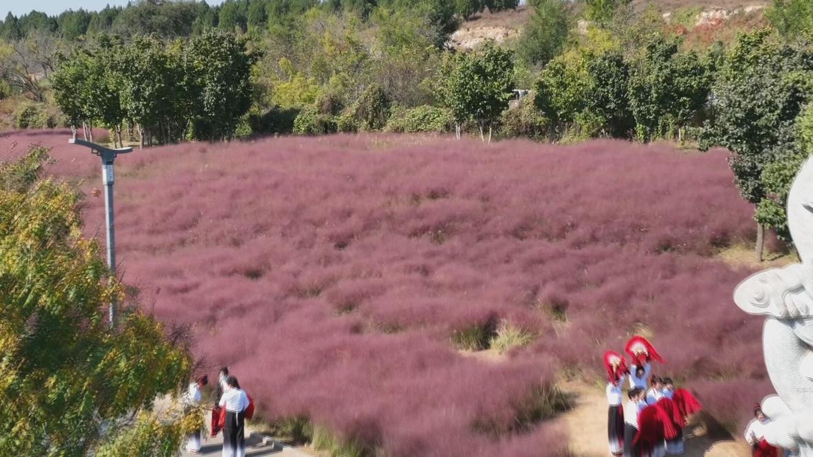 Plumes of pink: Visitors marvel at Shandong’s fields of muhly grass