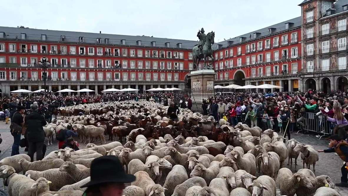 Spain: Transhumance festival celebrates centuries-old tradition of seasonal livestock migration