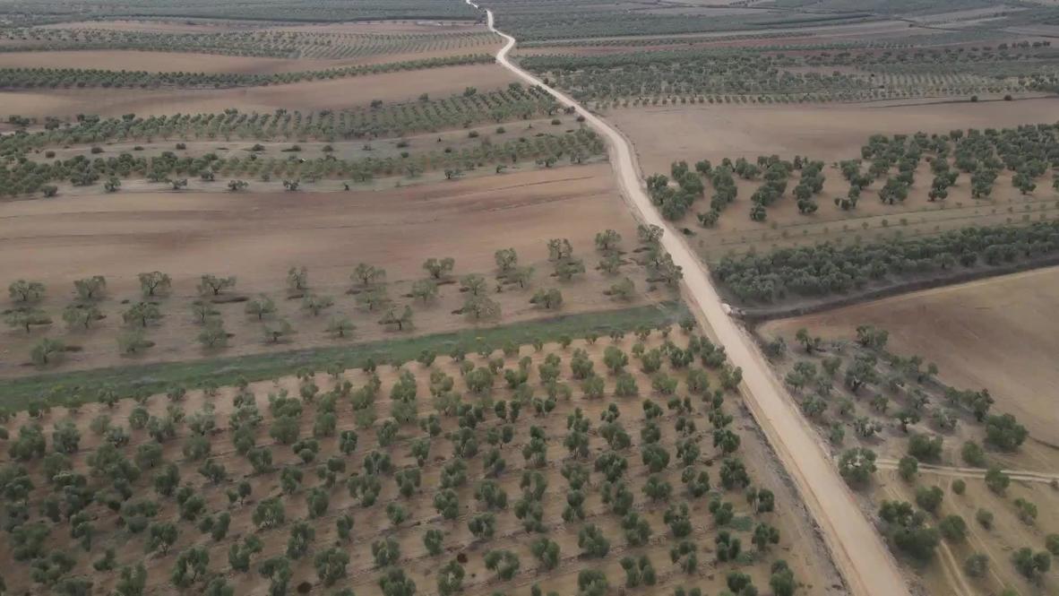 Spain: 'I don't know what we will do' - Olive oil harvests drops by more than half after severe droughts