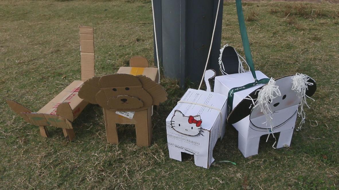 China: 'This adds a lot of fun to our lives' - University students make cardboard pets to cure lockdown loneliness