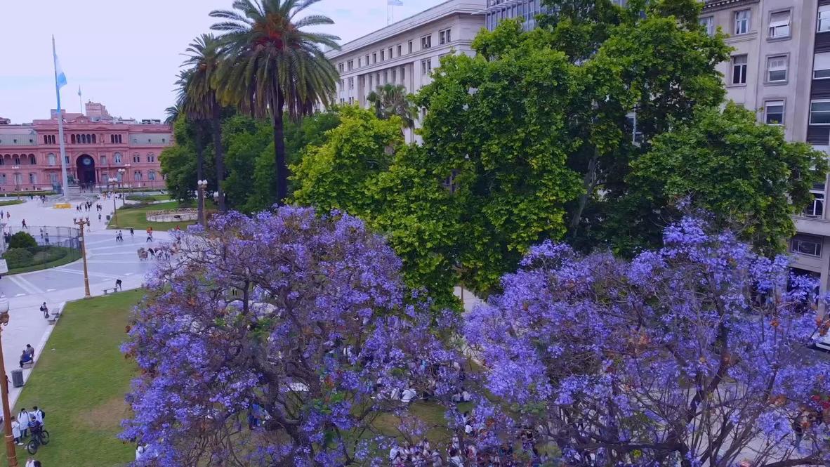 Purple Haze: Flowering Jacaranda trees give Buenos Aires vivid violet glow