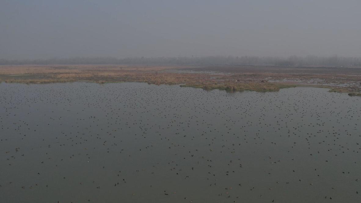 India: Taking flight - Migratory birds flock to Kashmir Valley's wetlands as winter approaches