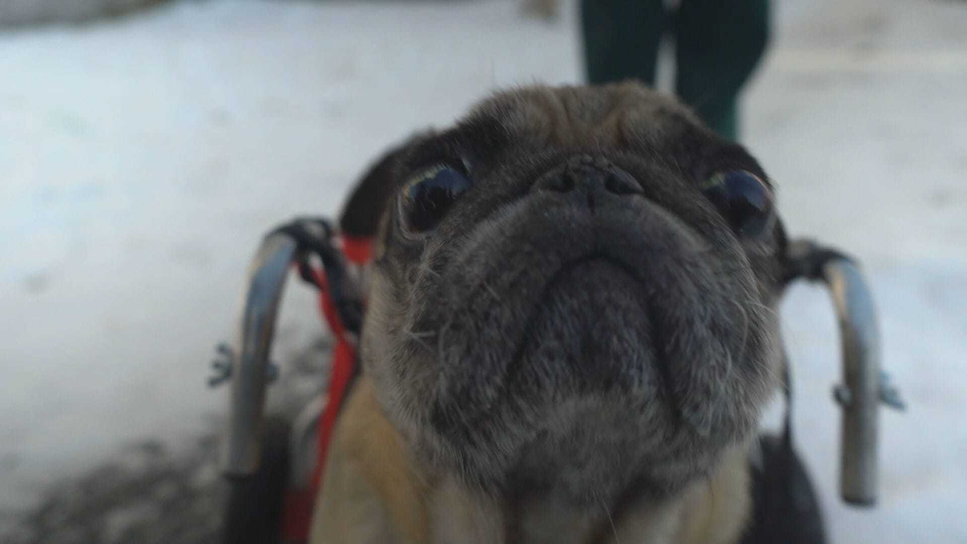 Усы, два колеса и хвост. Мопс с отказавшими задними лапами живет в ...