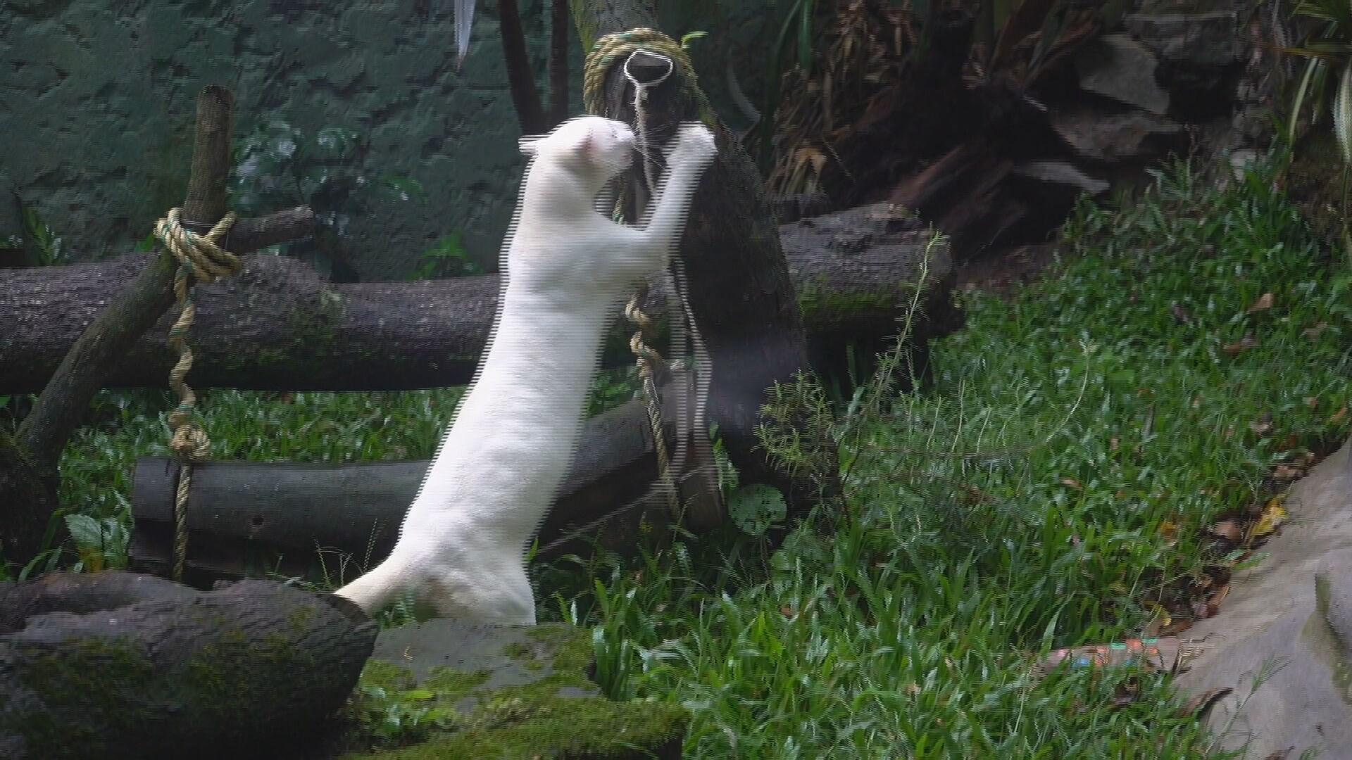 Wildcat wonder: World’s first-known albino ocelot at Medellin Zoo