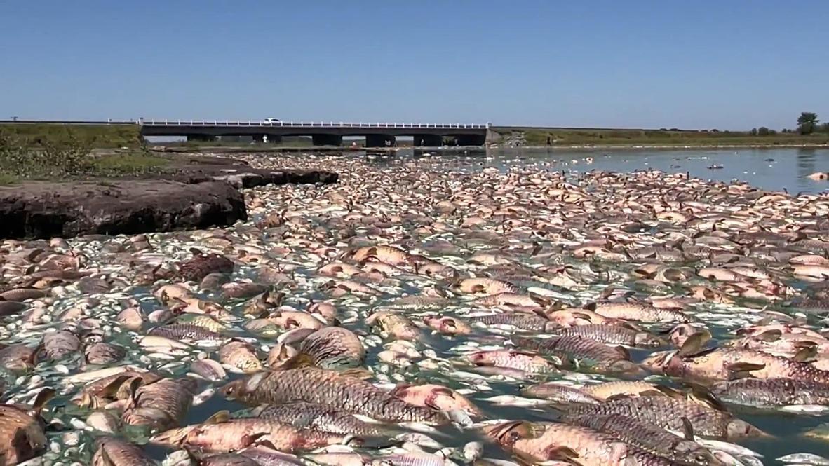 Argentina: Thousands of dead fish wash up in lagoon as heatwave hits Buenos Aires