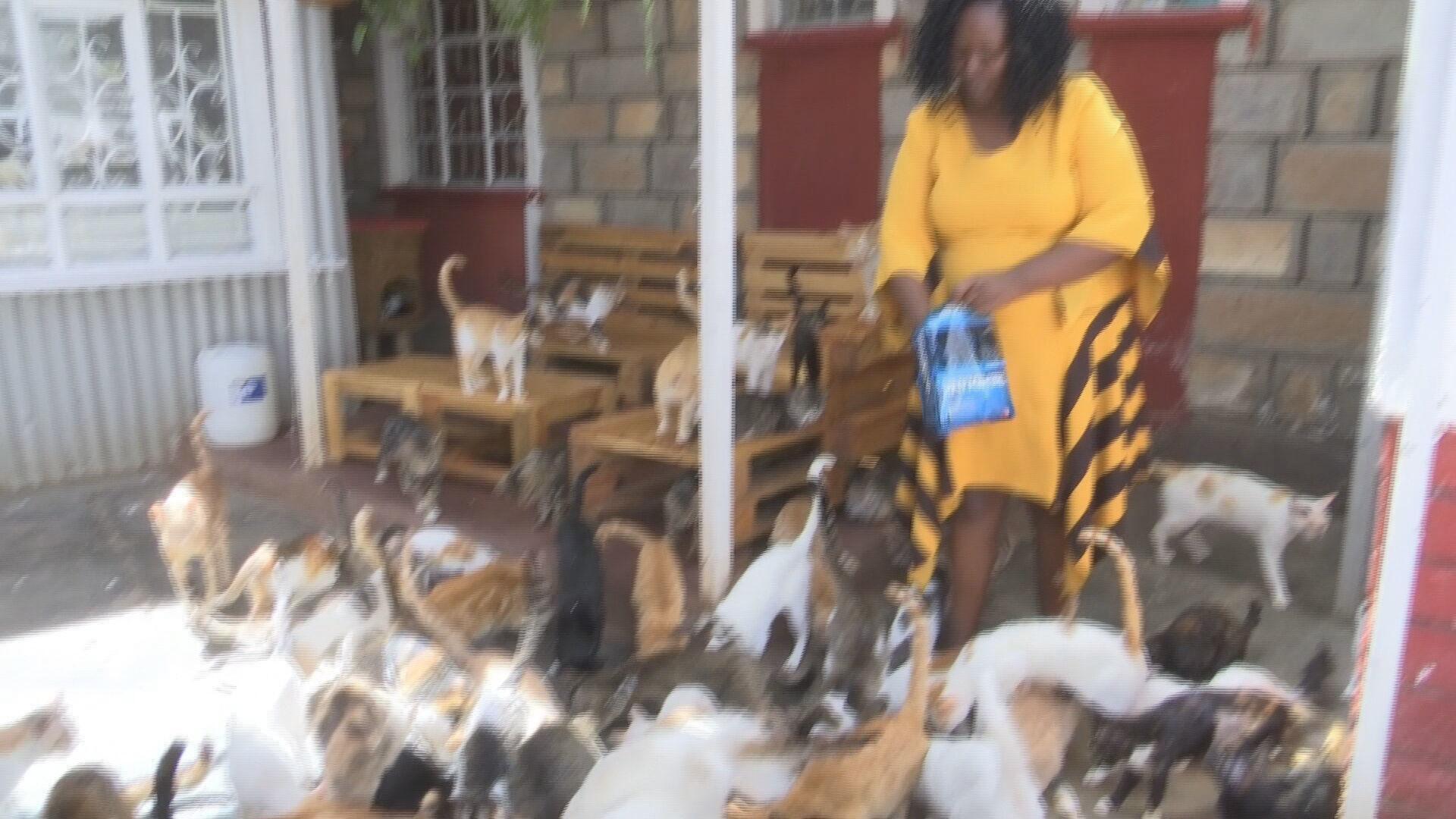 Herding cats! Kenyan woman turns home into 'Nairobi Feline Sanctuary