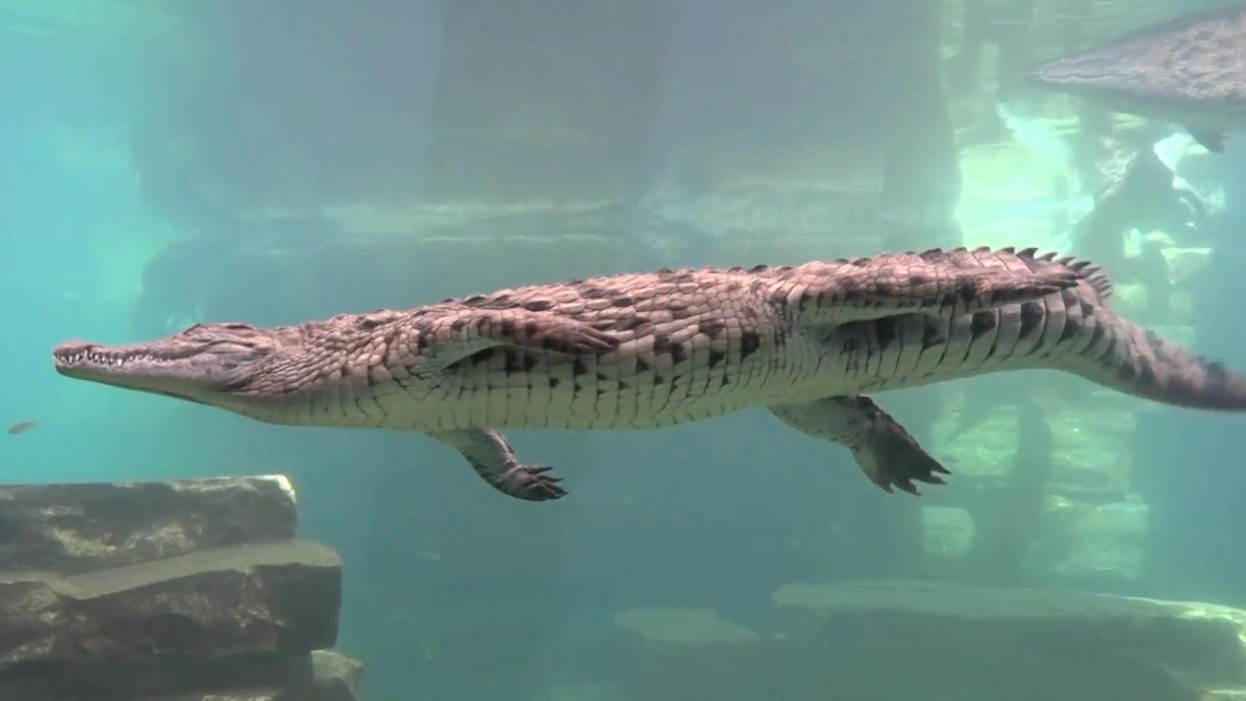 UAE First Crocodile Park opens in Dubai to present 250 Nile reptiles