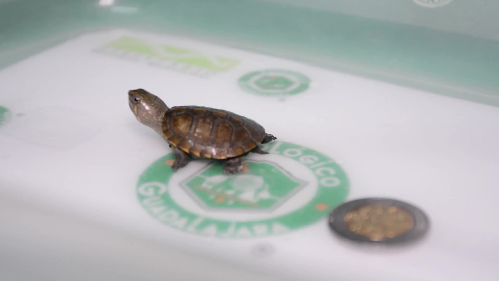 Teensy triumph - Jalisco zoo hatches world’s tiniest turtle in first supervised breeding