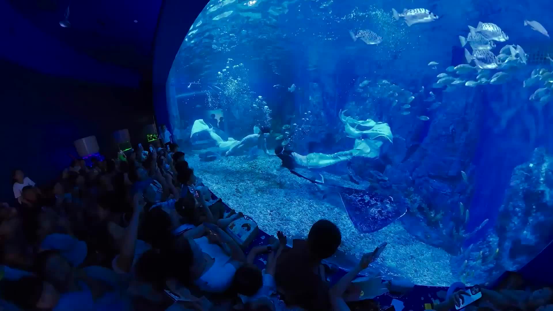 Tails of grace - Enchanting underwater ballet of China’s Wuhan merman captivates hearts