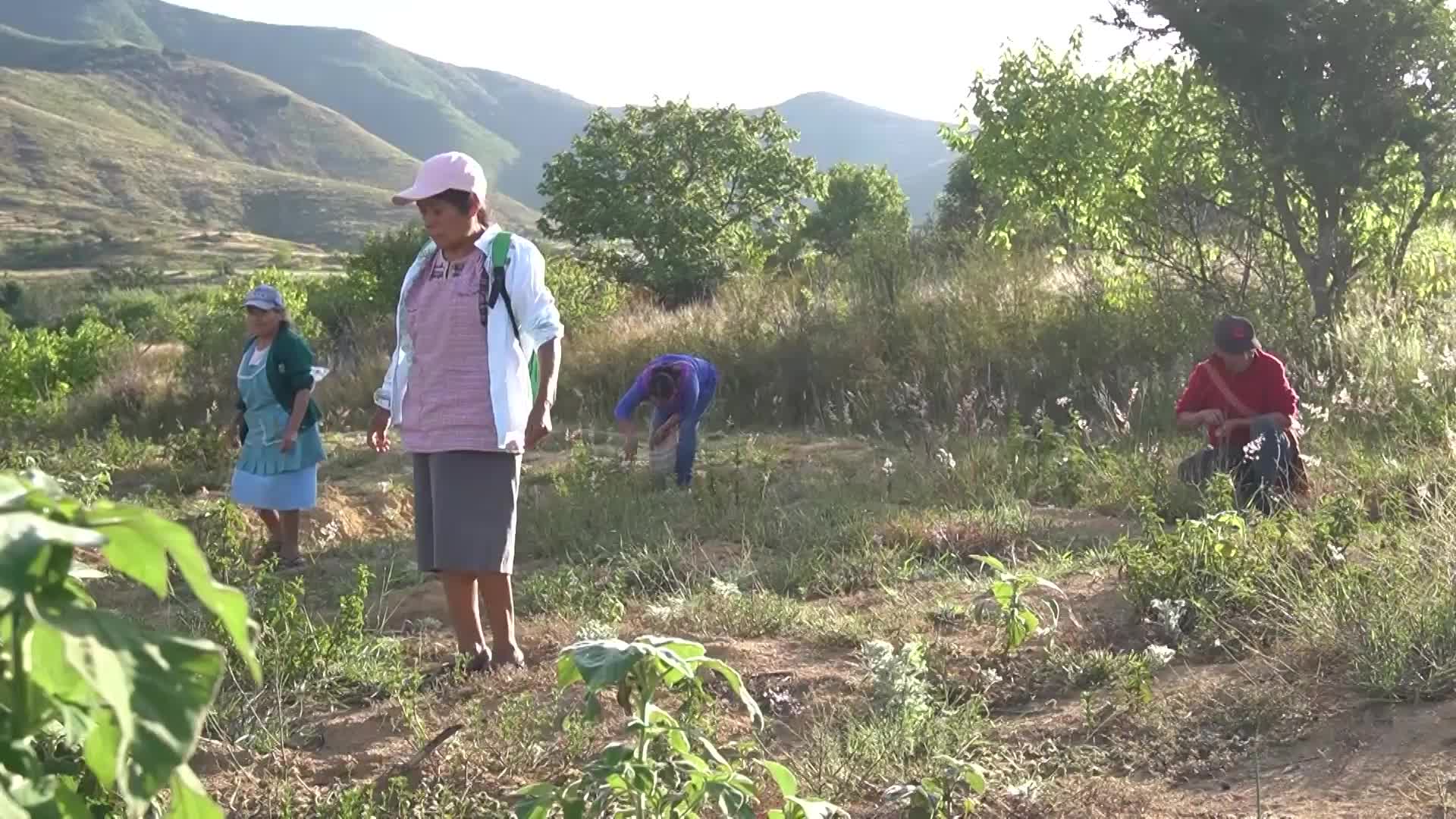 Crunch time - Grasshoppers go from pest to feast during Oaxaca's harvest season