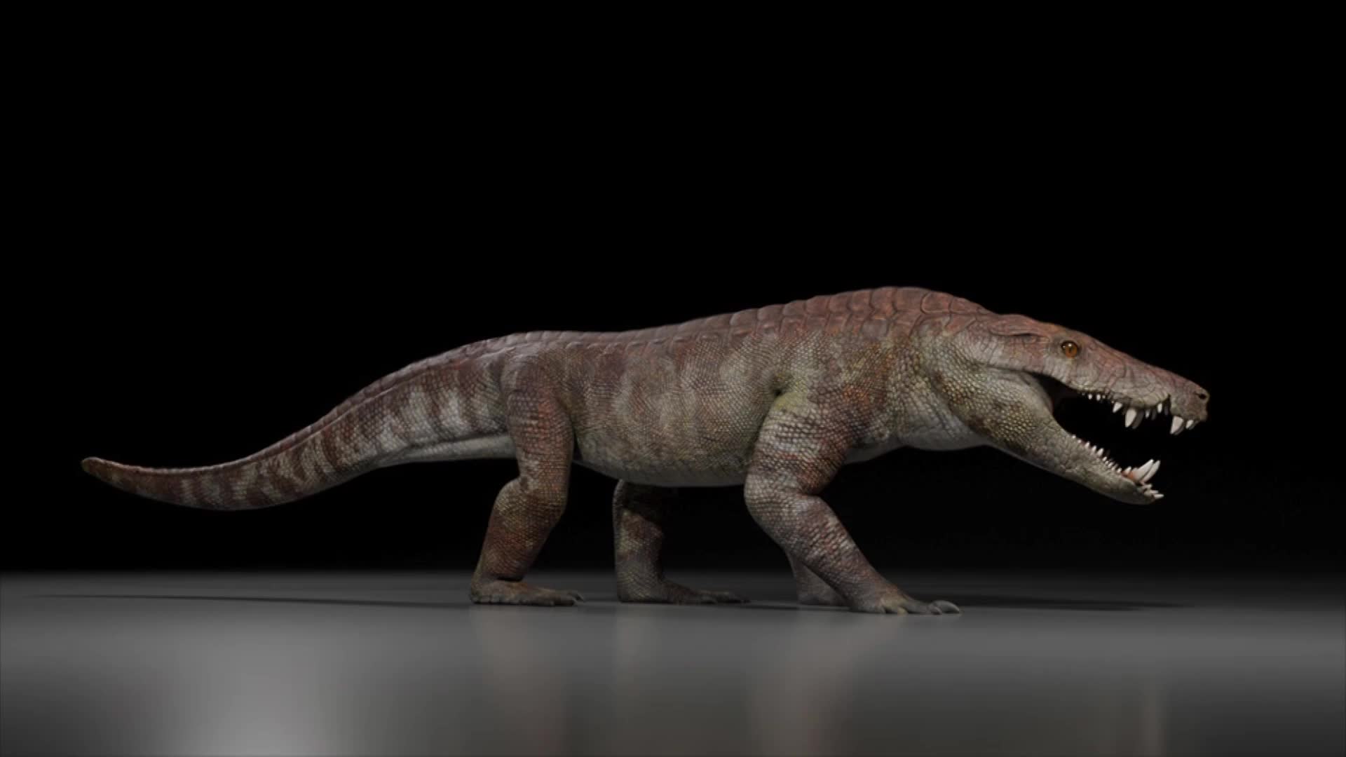 Hunter of hunters - Dinosaur-era land crocodile fossil unearthed in Argentine Patagonia