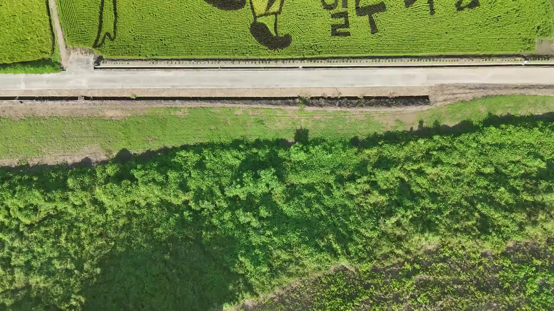 Rice-markable art! Joseon-era painting comes alive in Goesan’s rice paddies