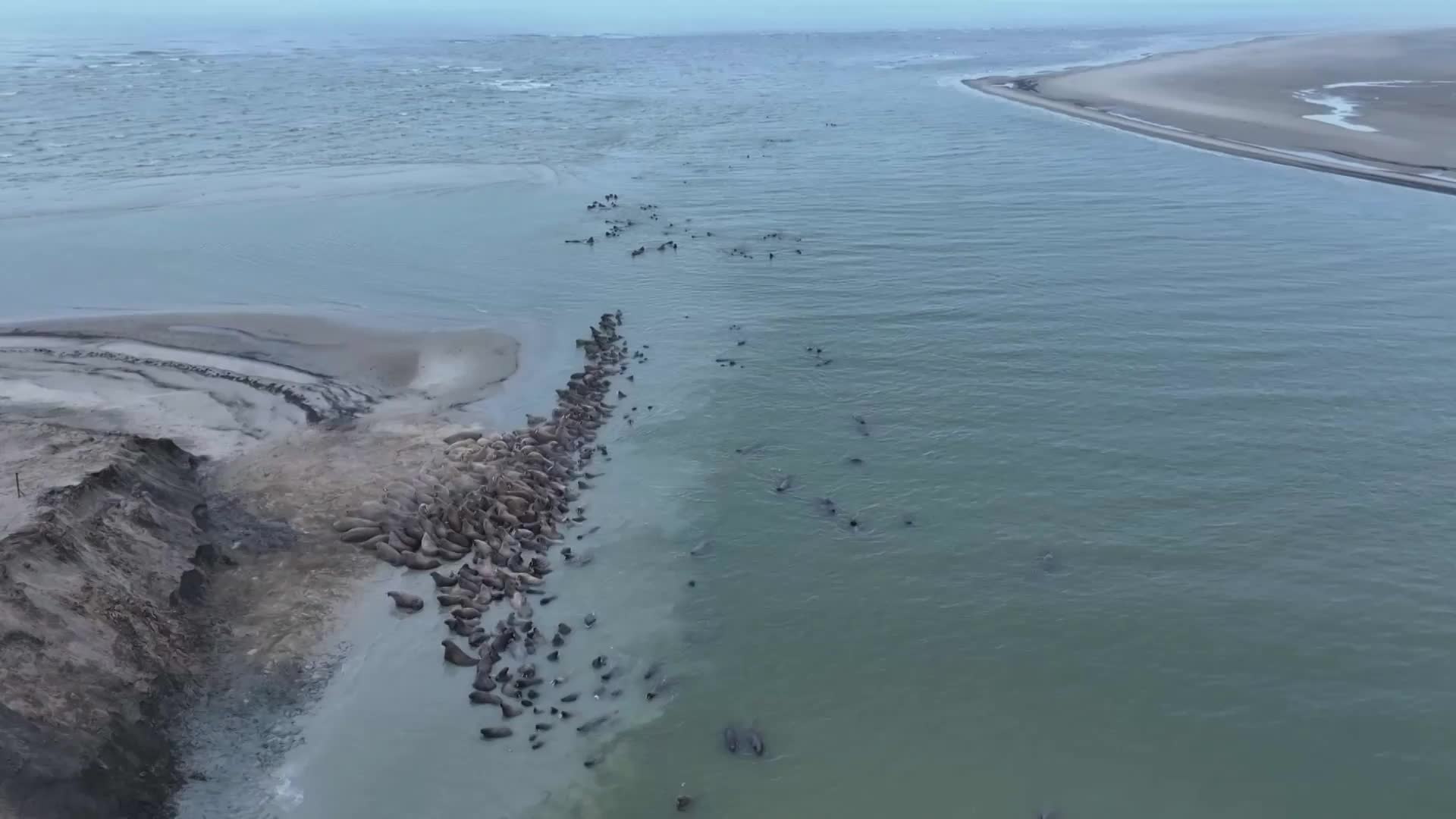 Tusk force! Russian scientists complete two-week study of walrus rookery on northern cape