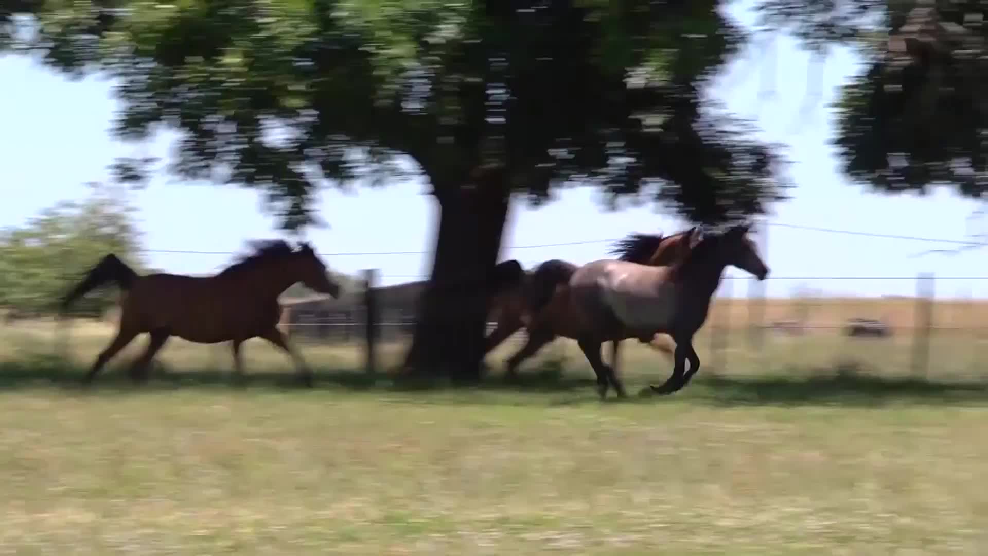 Final furlong! Uruguay receives go-ahead for export of top race horses to China