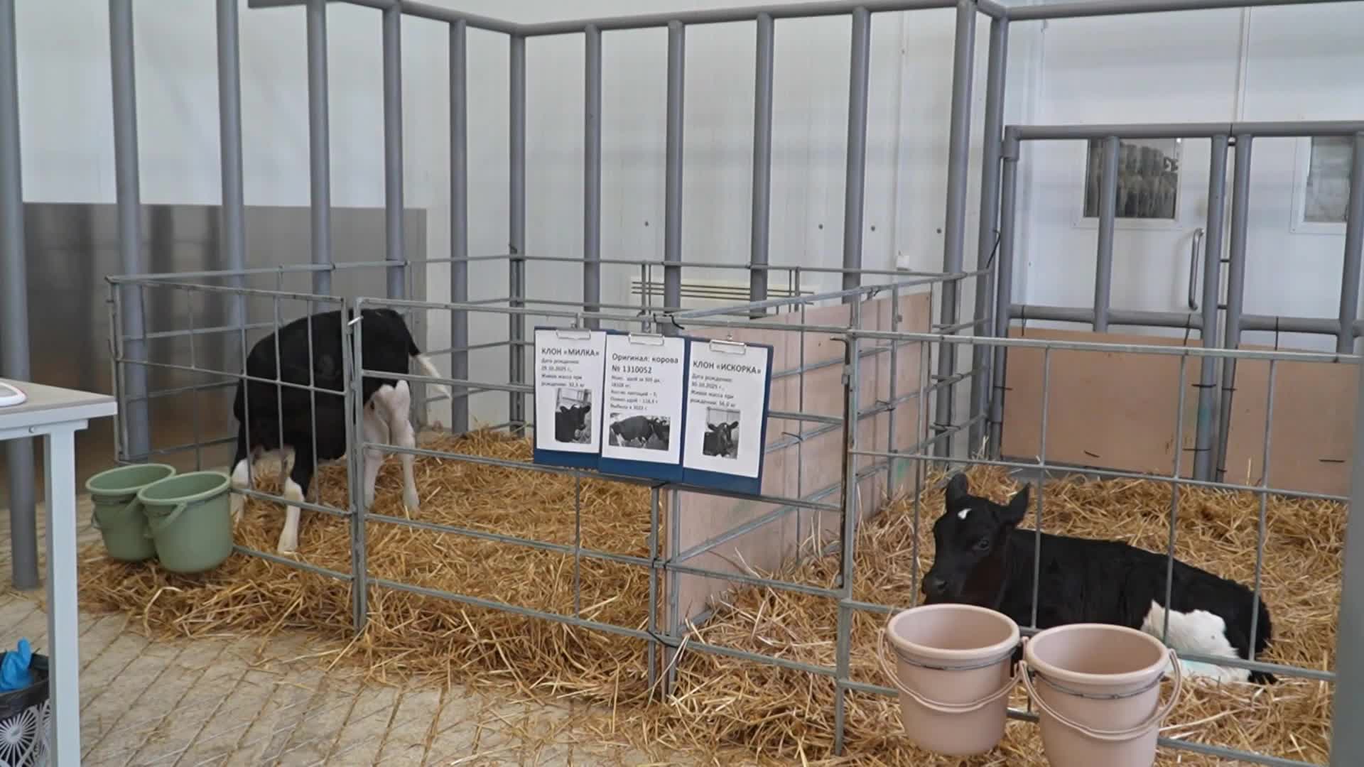 Cloning breakthrough - Russian geneticists 'achieve the impossible' with calves in Krasnodar