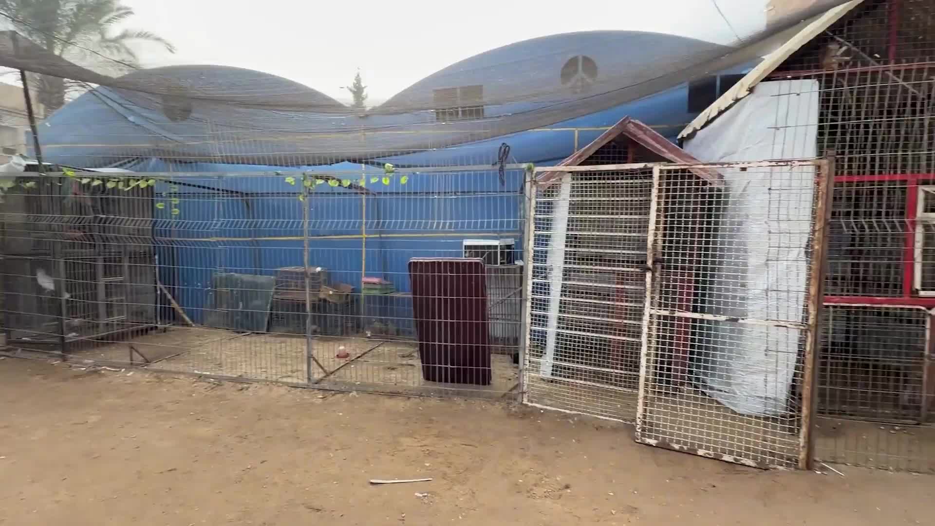 Gaza humanitarian crisis - Siege-induced food, medicine insecurity  threatens health conditions of lion 'Simba', other wild animals