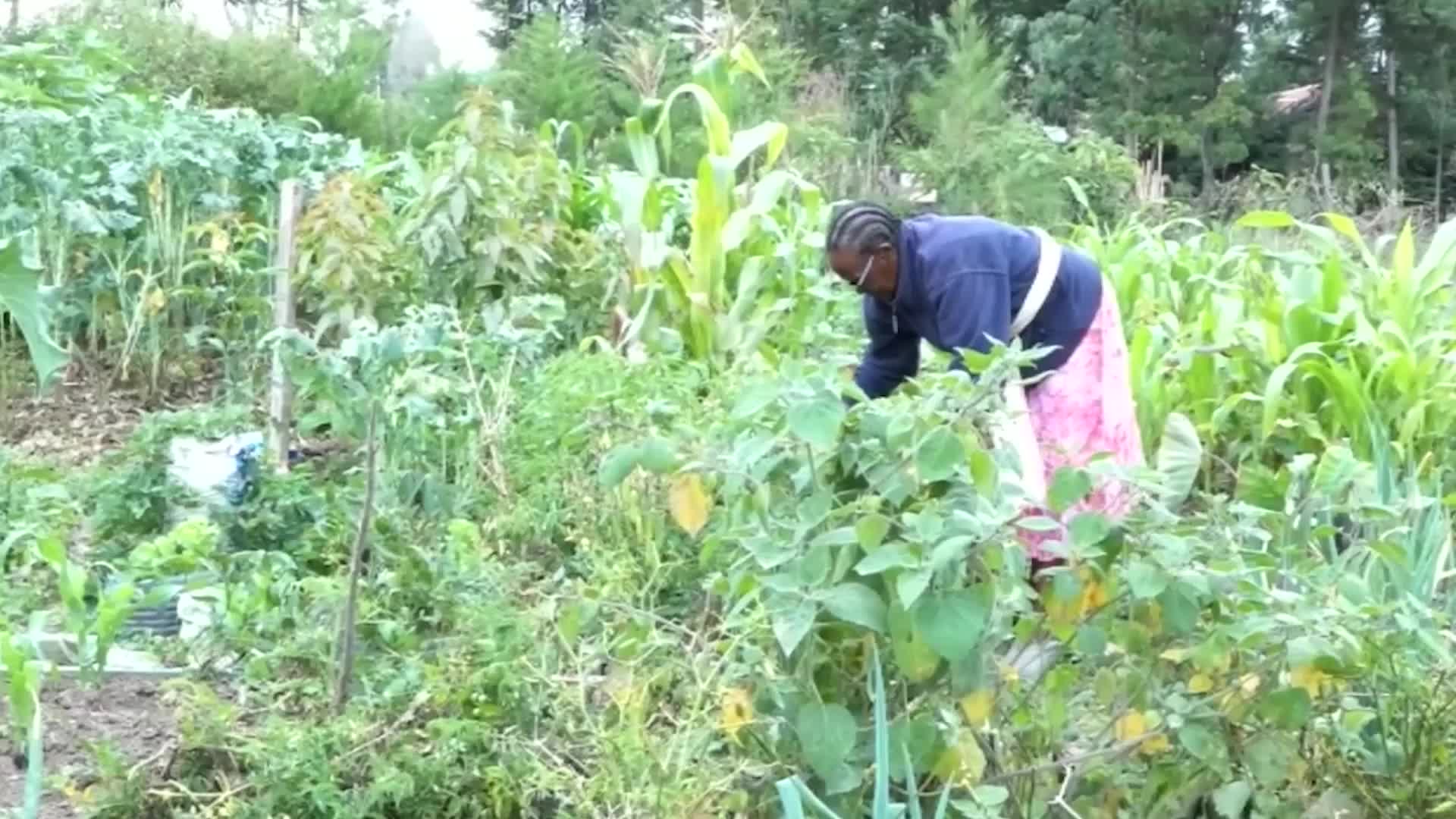 Sowing seeds of justice - Kenyan farmers welcome high court decision to overturn ban on seed-sharing